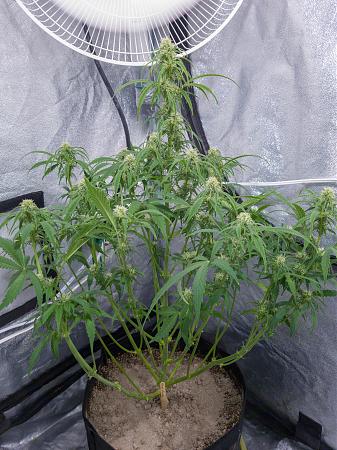 Click image for larger version

Name:	LRM_EXPORT_300105051668888_20190315_195319827.jpeg
Views:	198
Size:	1.15 MB
ID:	298668