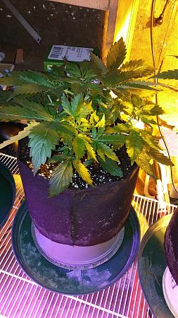 Click image for larger version

Name:	20170429_072051.jpg
Views:	215
Size:	6.03 MB
ID:	86059