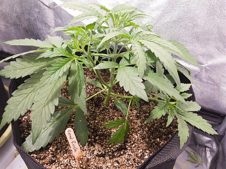 Click image for larger version

Name:	LRM_EXPORT_20091781760856_20190216_172204004.jpeg
Views:	234
Size:	989.4 KB
ID:	292367