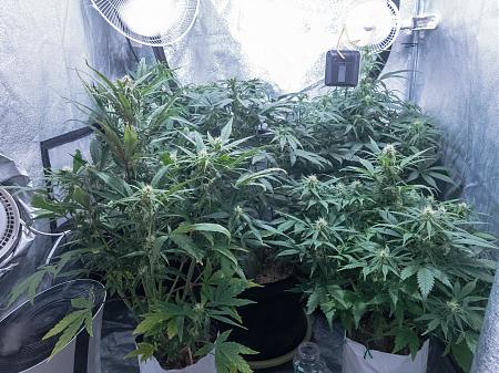 Click image for larger version

Name:	LRM_EXPORT_743347976493980_20190305_050644236.jpeg
Views:	216
Size:	1.00 MB
ID:	296289