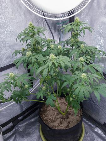 Click image for larger version

Name:	LRM_EXPORT_300120276157893_20190315_195335052.jpeg
Views:	240
Size:	928.3 KB
ID:	298666