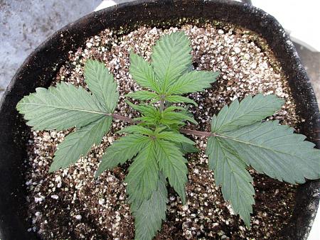 Click image for larger version

Name:	IMG_0587.JPG
Views:	1550
Size:	1.28 MB
ID:	405165