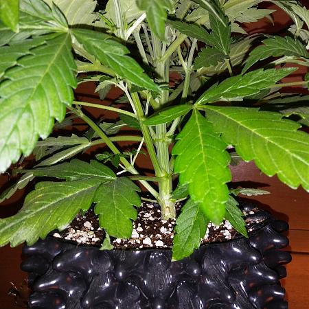 Click image for larger version

Name:	20170227_171207.jpg
Views:	206
Size:	5.64 MB
ID:	61545