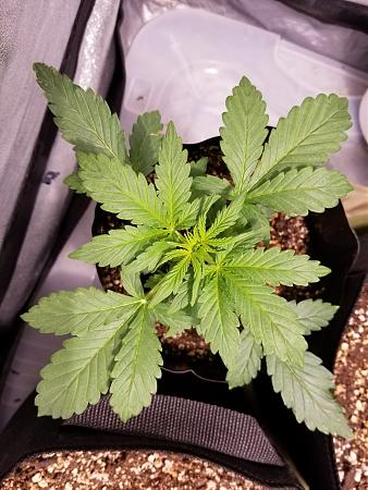 Click image for larger version

Name:	20190201_082423.jpg
Views:	389
Size:	2.17 MB
ID:	288493