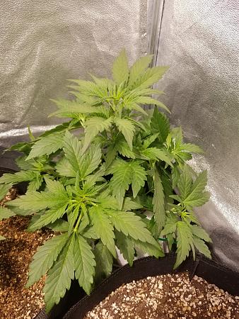 Click image for larger version

Name:	20190209_084540.jpg
Views:	355
Size:	3.13 MB
ID:	290492