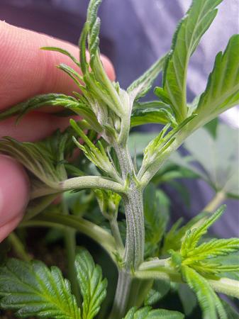 Click image for larger version

Name:	LRM_EXPORT_28582282405106_20190204_151643476.jpeg
Views:	363
Size:	3.31 MB
ID:	289378