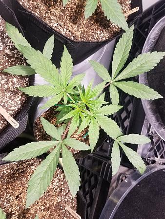 Click image for larger version

Name:	20190209_084620.jpg
Views:	367
Size:	2.92 MB
ID:	290493