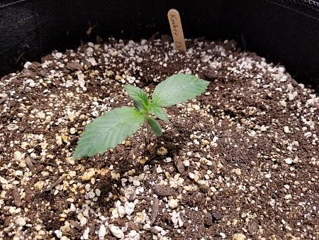 Click image for larger version

Name:	20190201_082442.jpg
Views:	367
Size:	3.04 MB
ID:	288497