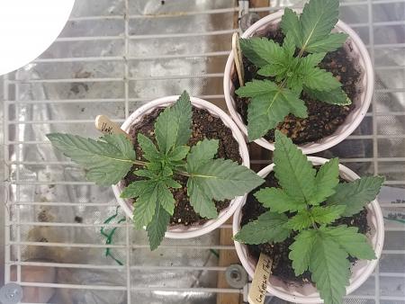 Click image for larger version

Name:	20190202_074705.jpg
Views:	376
Size:	1.81 MB
ID:	288634