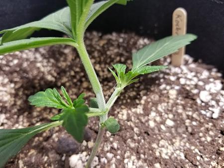 Click image for larger version

Name:	20190207_200758.jpg
Views:	385
Size:	1.55 MB
ID:	290488