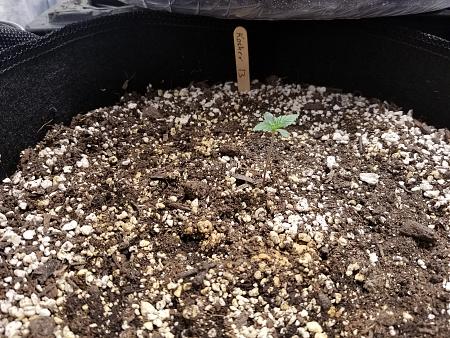 Click image for larger version

Name:	20190127_105752.jpg
Views:	397
Size:	3.13 MB
ID:	287121