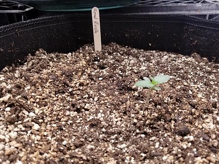 Click image for larger version

Name:	20190127_105758.jpg
Views:	409
Size:	2.90 MB
ID:	287122