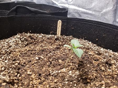 Click image for larger version

Name:	20190127_105804.jpg
Views:	387
Size:	2.83 MB
ID:	287123