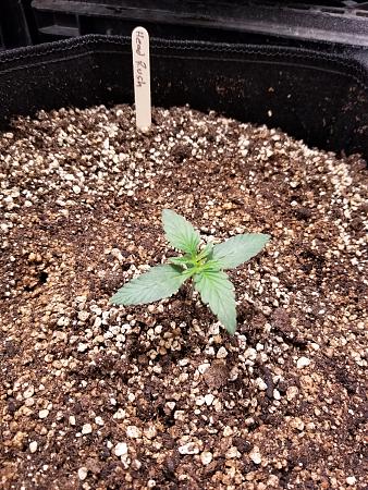 Click image for larger version

Name:	20190201_082434.jpg
Views:	375
Size:	3.58 MB
ID:	288496