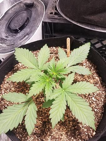 Click image for larger version

Name:	20190209_084520.jpg
Views:	392
Size:	2.76 MB
ID:	290490