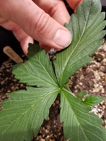 Click image for larger version

Name:	20190207_200750.jpg
Views:	378
Size:	2.33 MB
ID:	290487