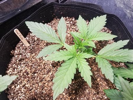 Click image for larger version

Name:	20190209_084551.jpg
Views:	359
Size:	2.86 MB
ID:	290491