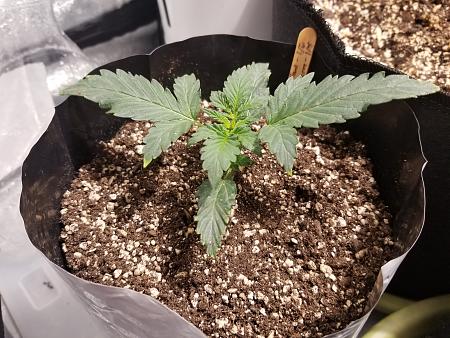 Click image for larger version

Name:	20190127_105843.jpg
Views:	384
Size:	2.50 MB
ID:	287120