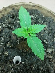 Click image for larger version

Name:	20180919_120933.jpg
Views:	330
Size:	2.03 MB
ID:	250454