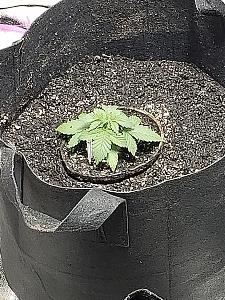 Click image for larger version

Name:	20180926_113138.jpg
Views:	317
Size:	2.28 MB
ID:	252586