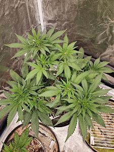 Click image for larger version

Name:	20200422_204328_copy_1209x1612.jpg
Views:	678
Size:	855.5 KB
ID:	397953