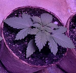 Click image for larger version

Name:	20180924_152007.jpg
Views:	349
Size:	232.9 KB
ID:	252096