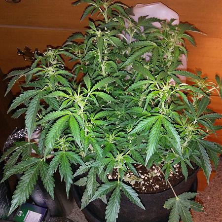 Click image for larger version

Name:	20170227_171418.jpg
Views:	184
Size:	6.05 MB
ID:	61548