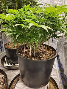 Click image for larger version

Name:	20200509_143805_copy_1209x1612.jpg
Views:	653
Size:	750.1 KB
ID:	403296