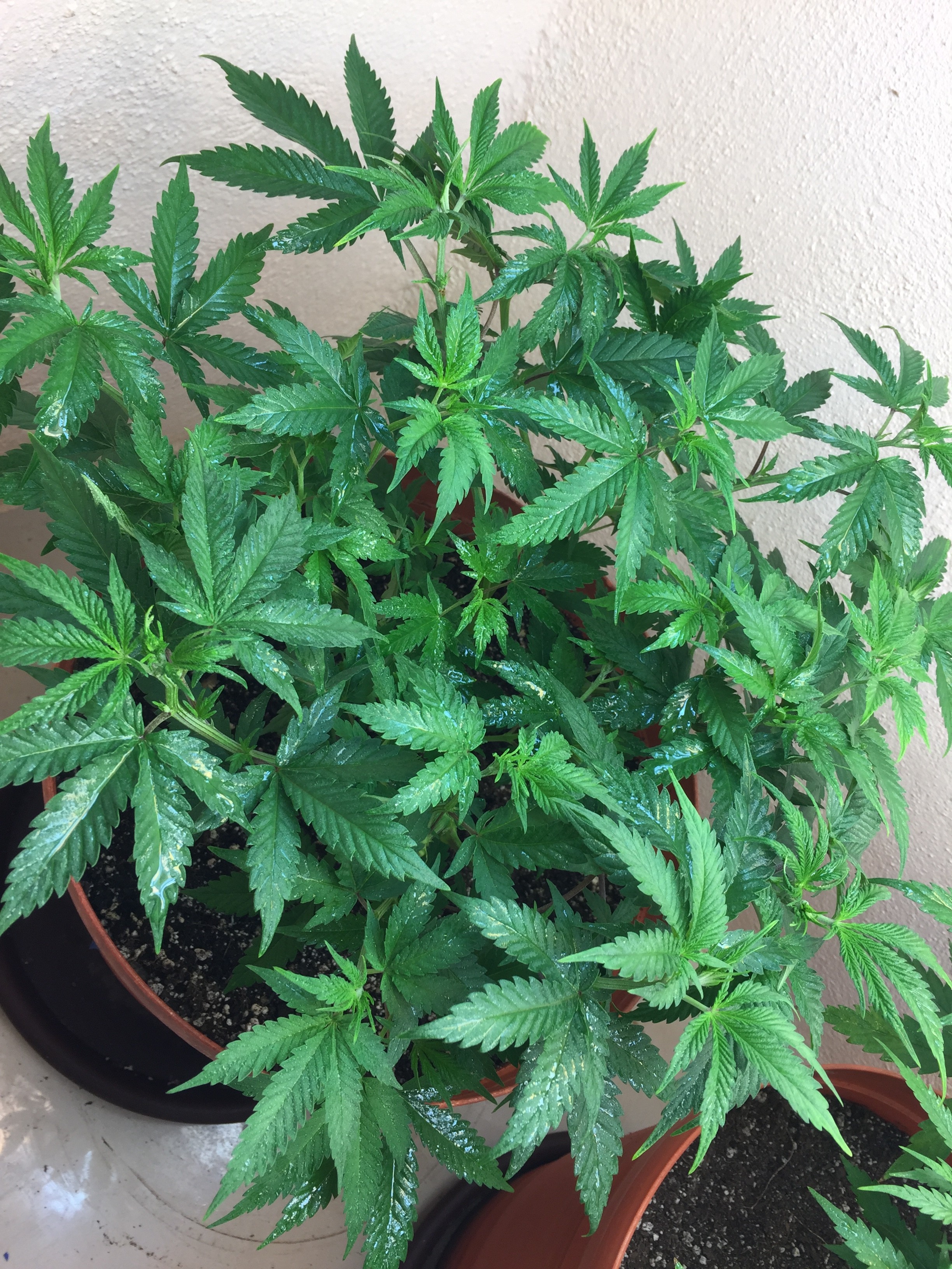 Click image for larger version

Name:	IMG_8177.JPG
Views:	394
Size:	2.03 MB
ID:	209774