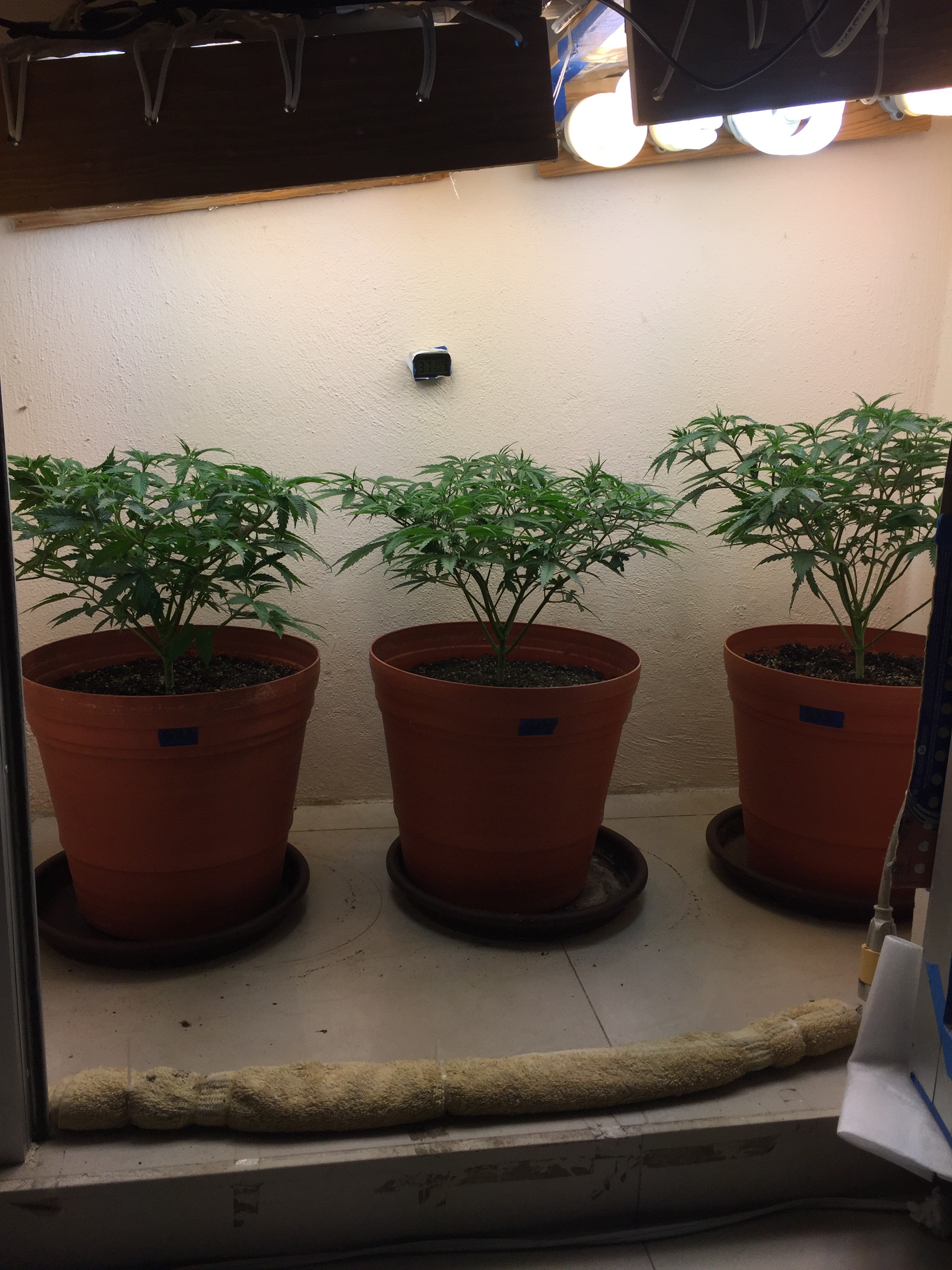 Click image for larger version

Name:	IMG_8178.JPG
Views:	229
Size:	1.56 MB
ID:	209775