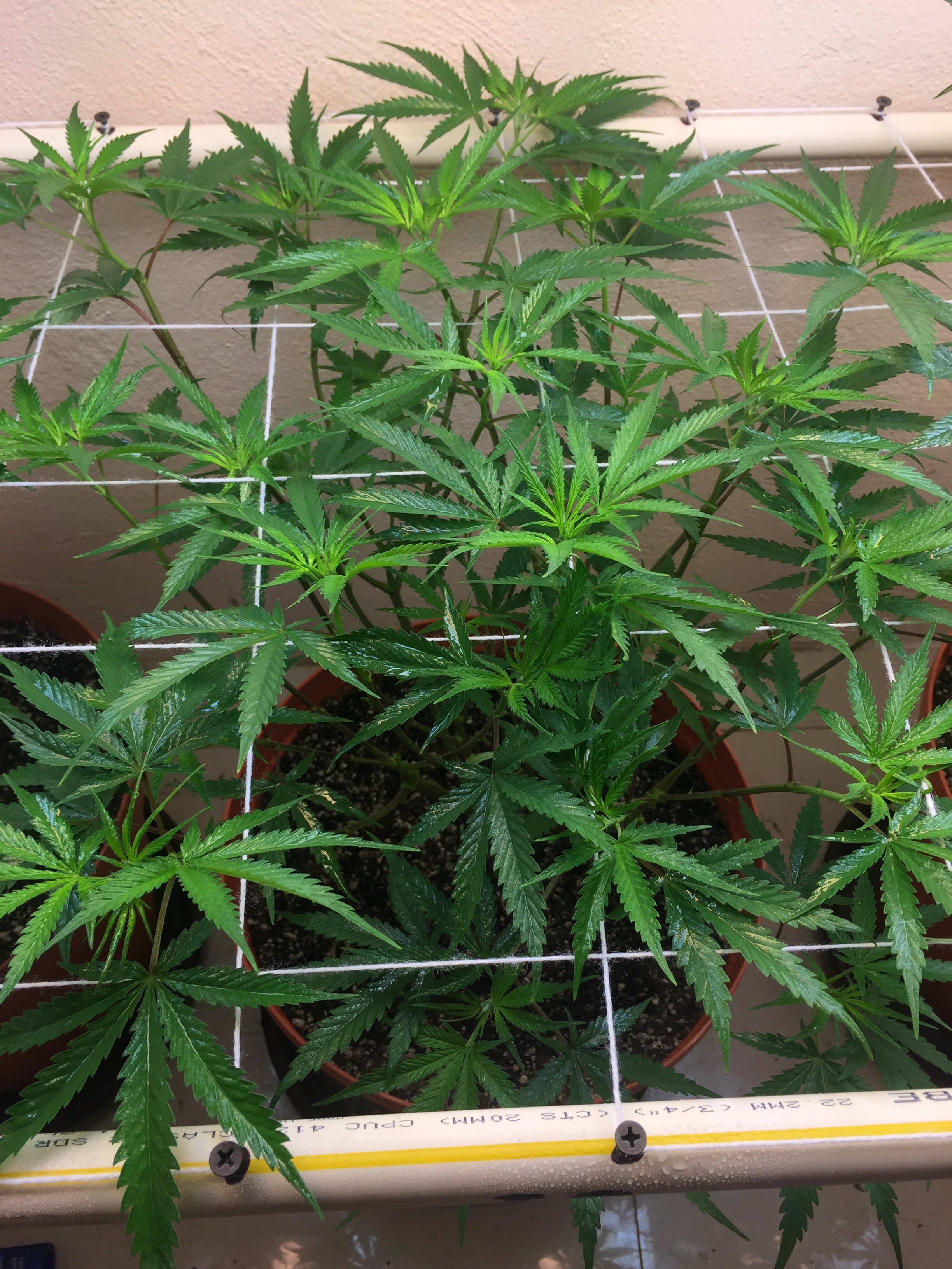 Click image for larger version

Name:	IMG_8269.JPG
Views:	270
Size:	1.81 MB
ID:	211240