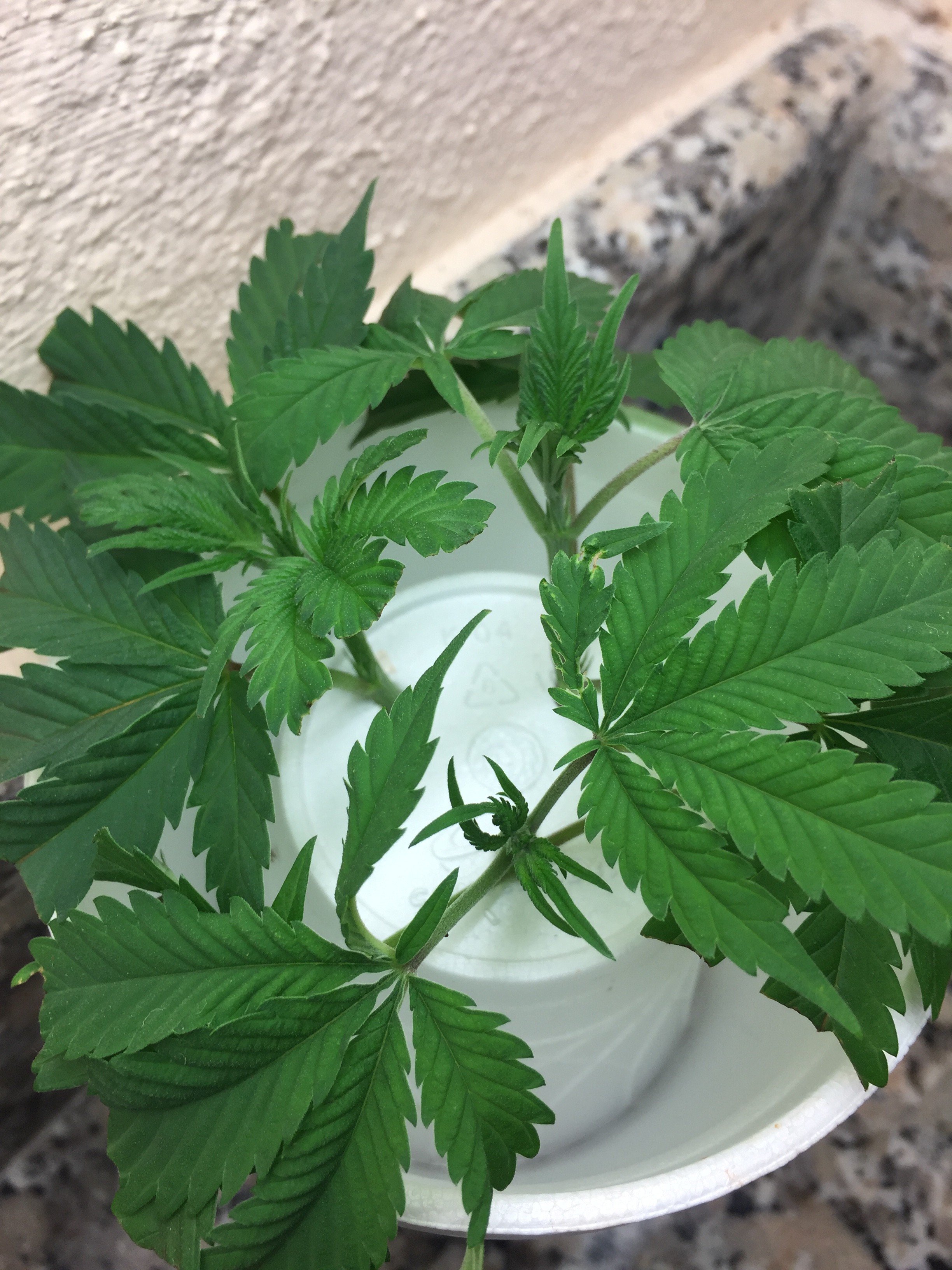 Click image for larger version

Name:	IMG_8253.JPG
Views:	243
Size:	1.31 MB
ID:	210088