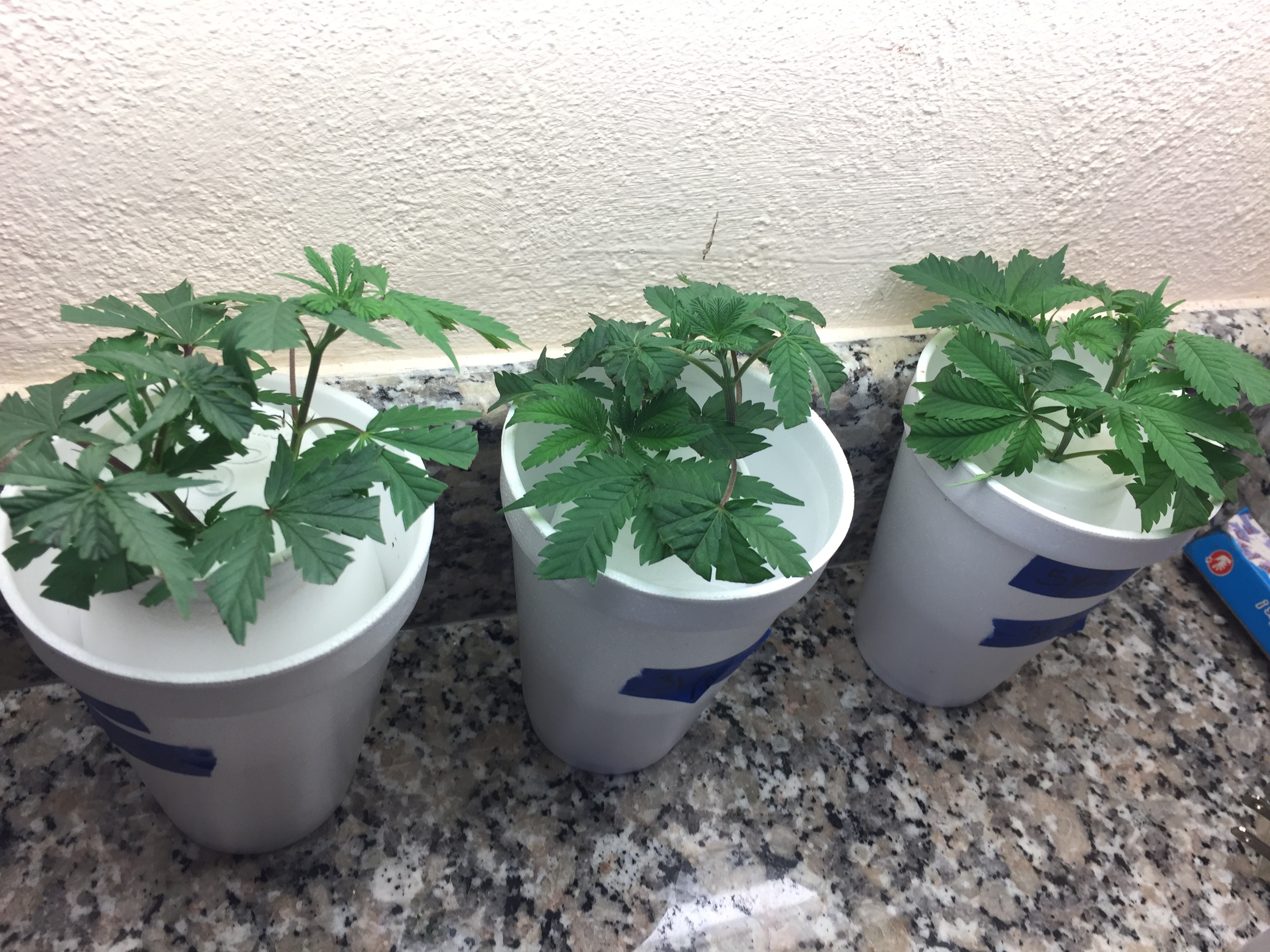 Click image for larger version

Name:	IMG_8251.JPG
Views:	238
Size:	1.62 MB
ID:	210089