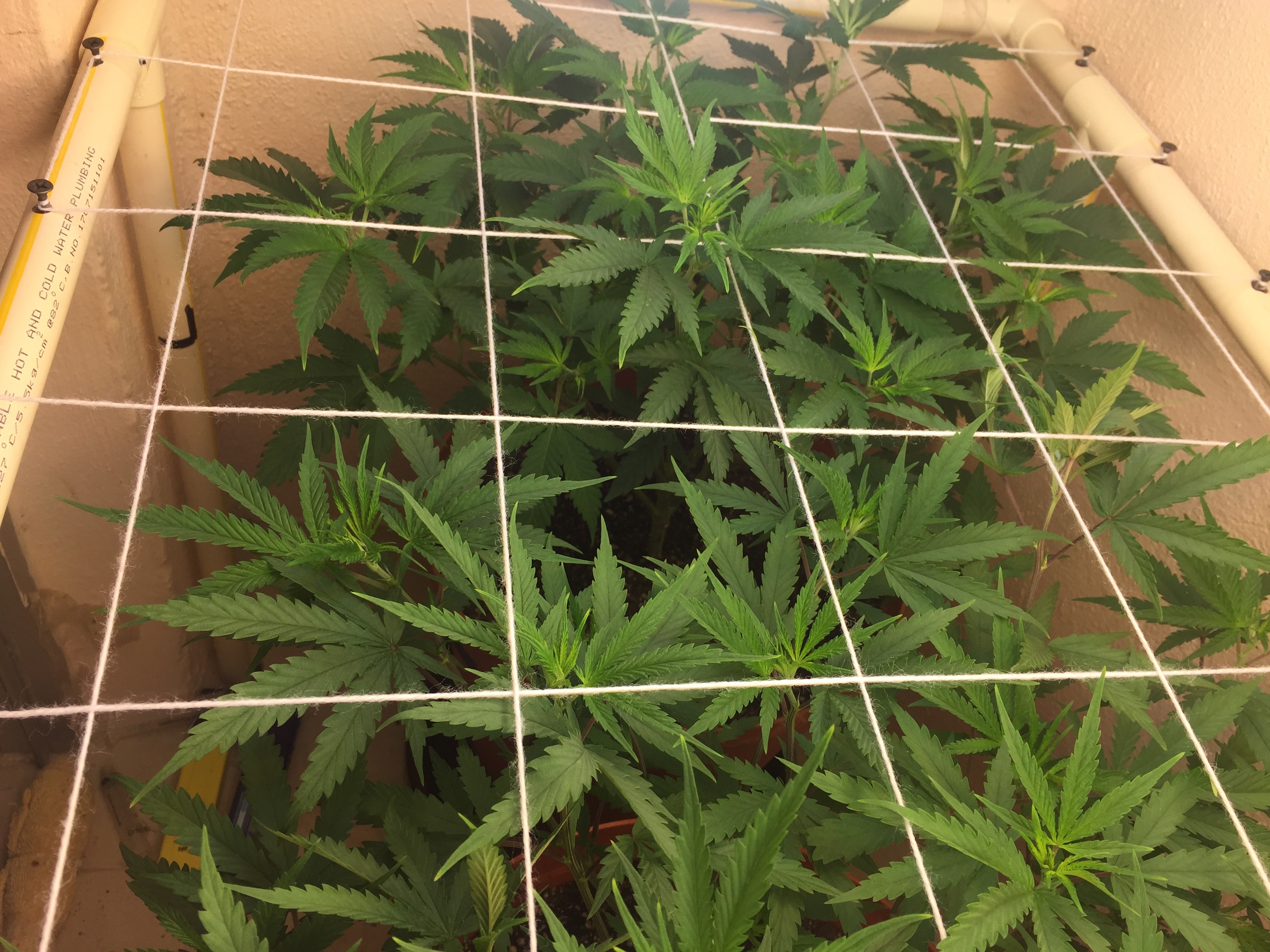 Click image for larger version

Name:	IMG_8241.JPG
Views:	246
Size:	1.58 MB
ID:	209783