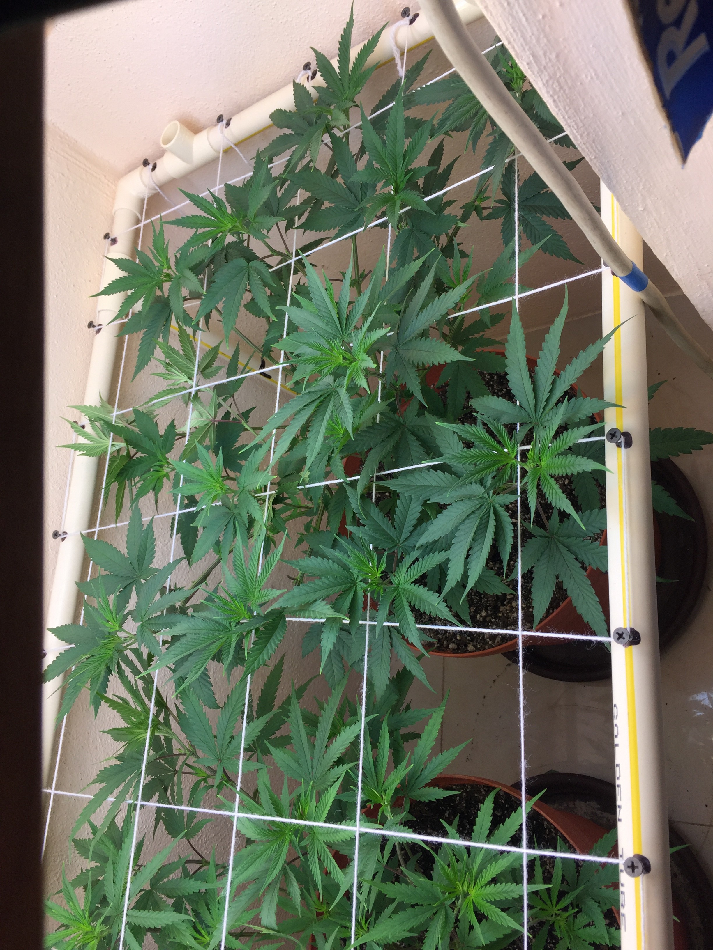 Click image for larger version

Name:	IMG_8247.JPG
Views:	312
Size:	1.70 MB
ID:	209781