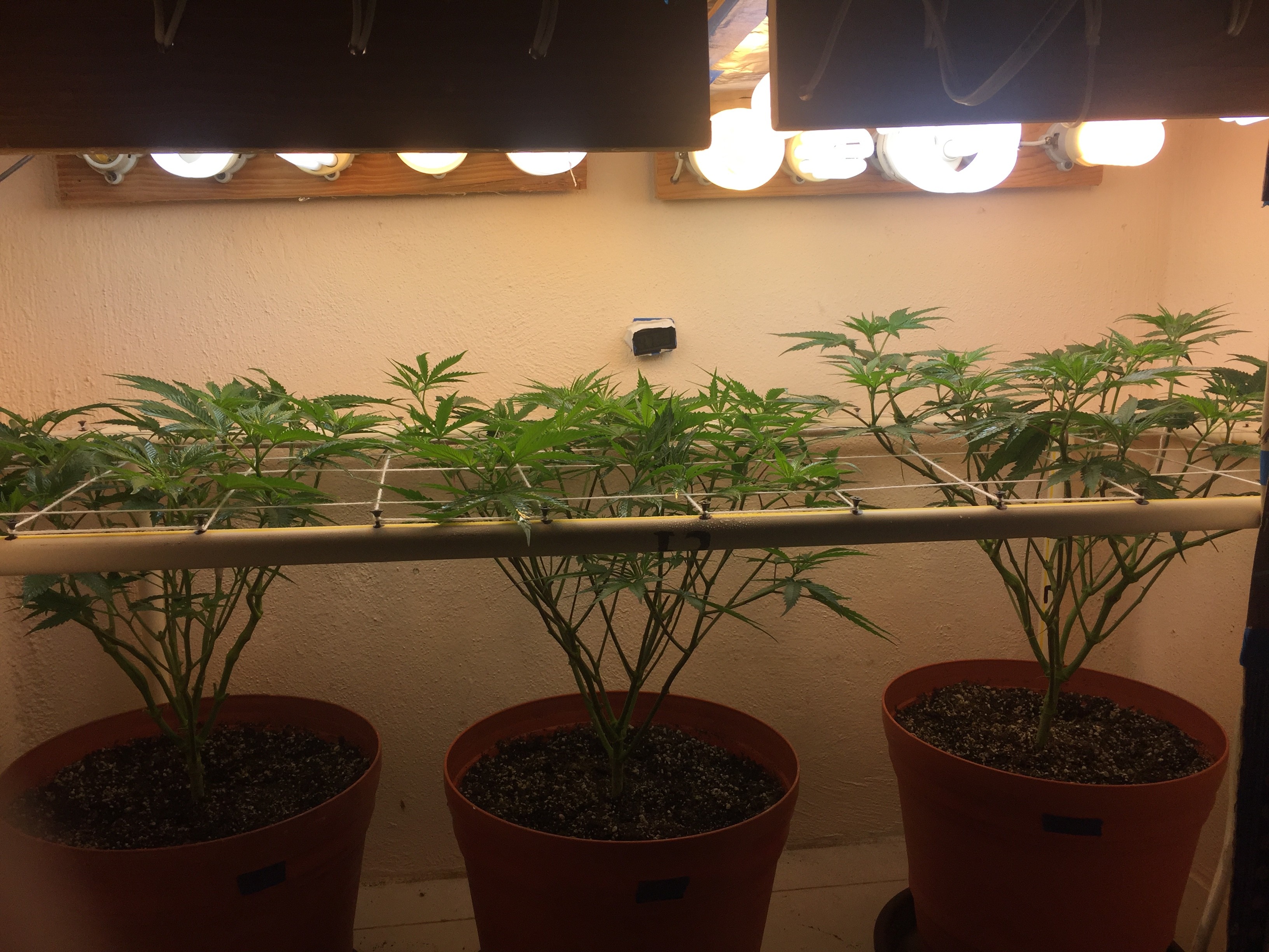 Click image for larger version

Name:	IMG_8267.JPG
Views:	231
Size:	1.53 MB
ID:	211241