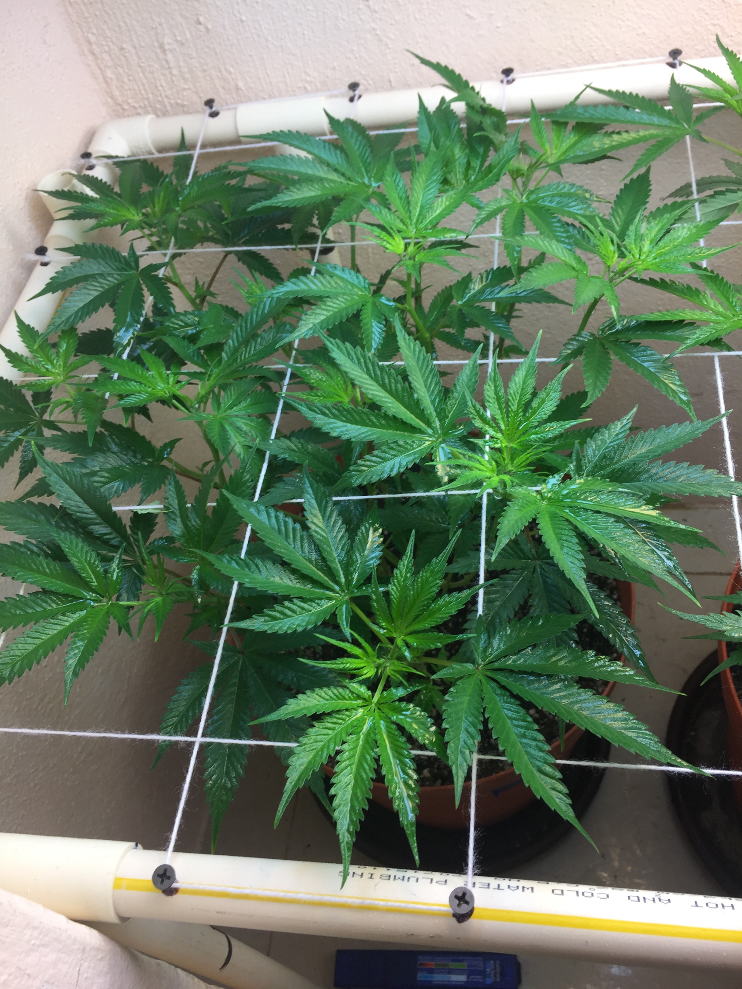 Click image for larger version

Name:	IMG_8268.JPG
Views:	266
Size:	1.54 MB
ID:	211242