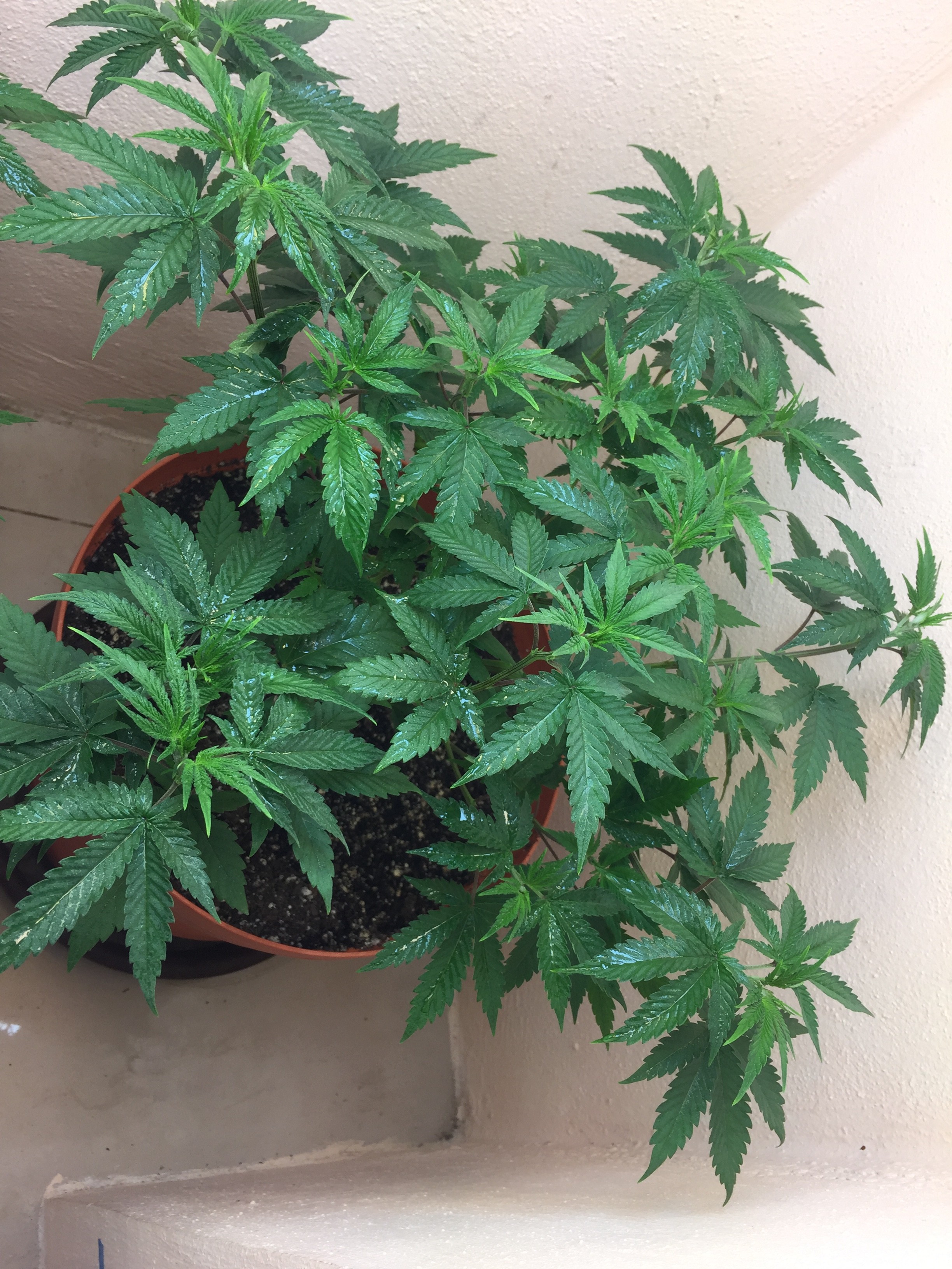 Click image for larger version

Name:	IMG_8175.JPG
Views:	342
Size:	1.68 MB
ID:	209773