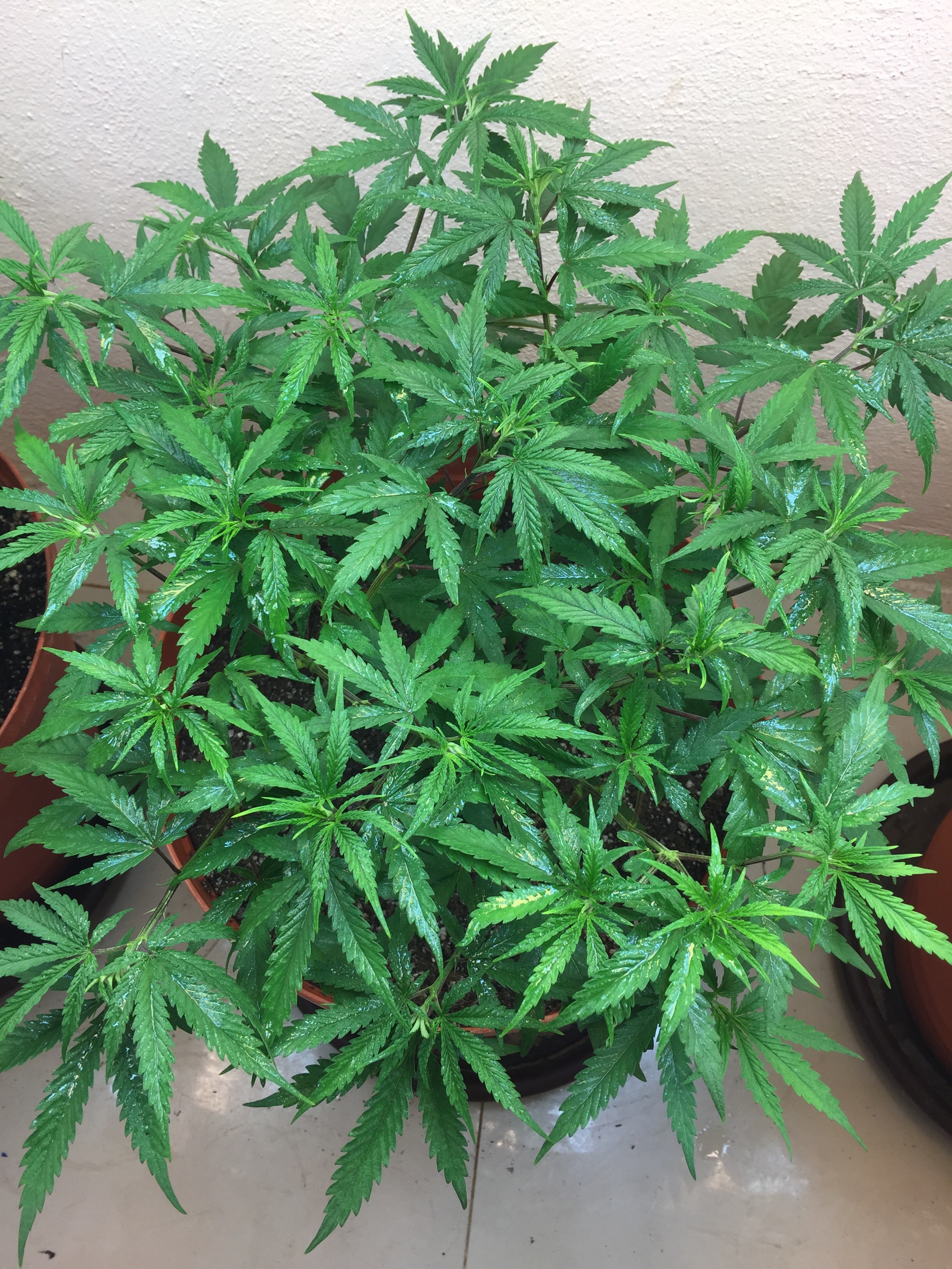 Click image for larger version

Name:	IMG_8176.JPG
Views:	365
Size:	2.13 MB
ID:	209776