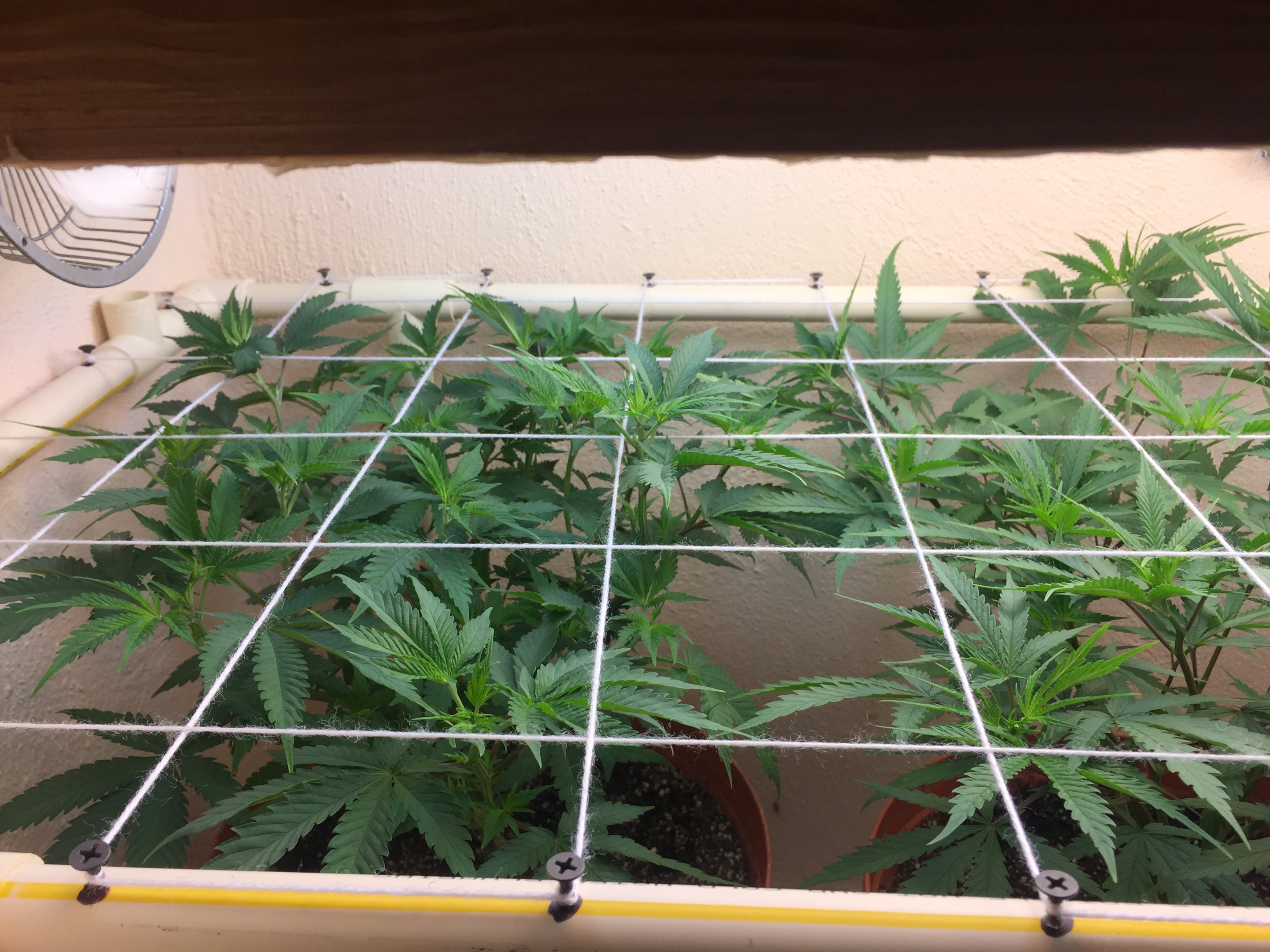 Click image for larger version

Name:	IMG_8238.JPG
Views:	275
Size:	1.49 MB
ID:	209784