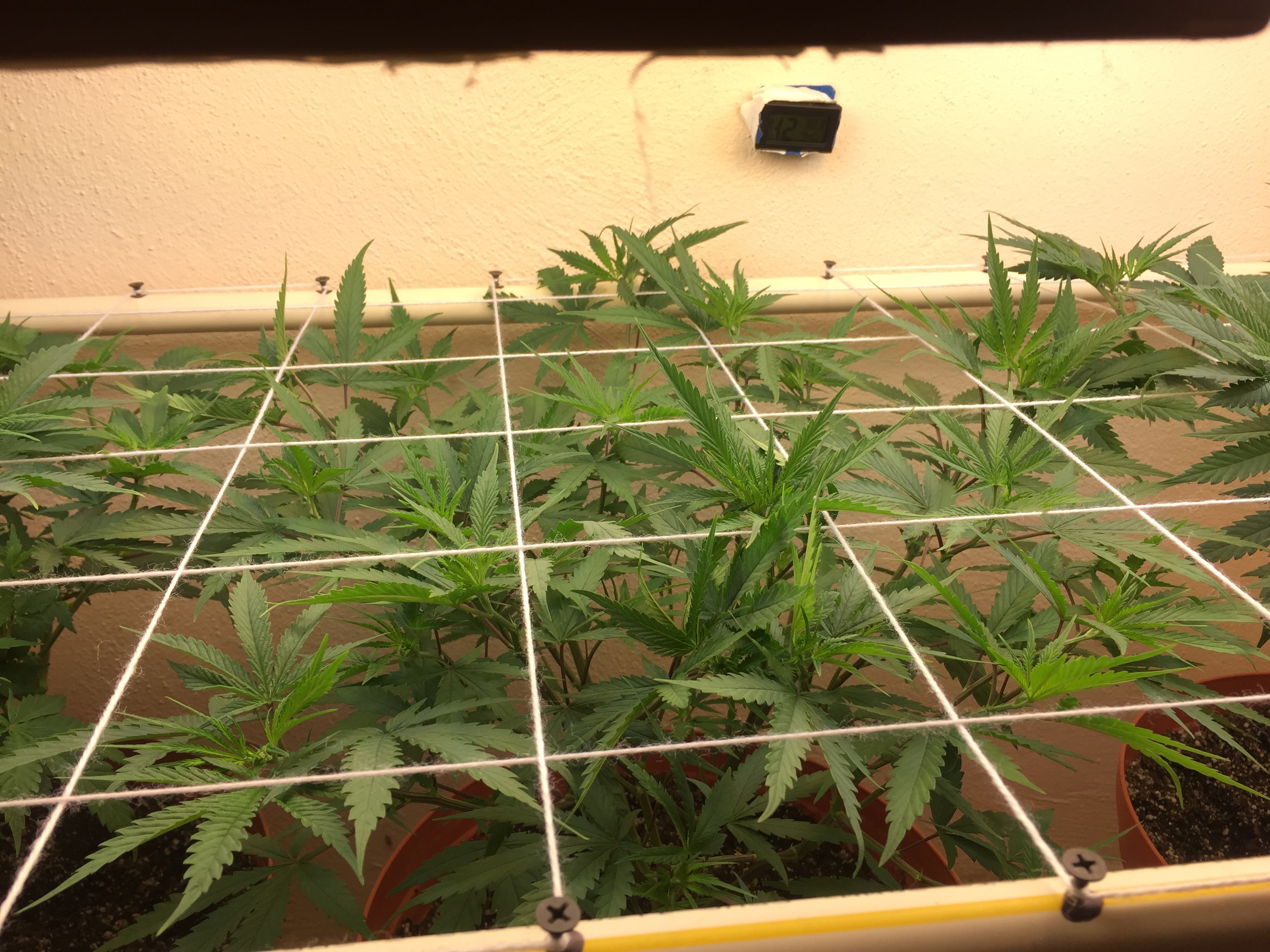 Click image for larger version

Name:	IMG_8239.JPG
Views:	322
Size:	1.57 MB
ID:	209786