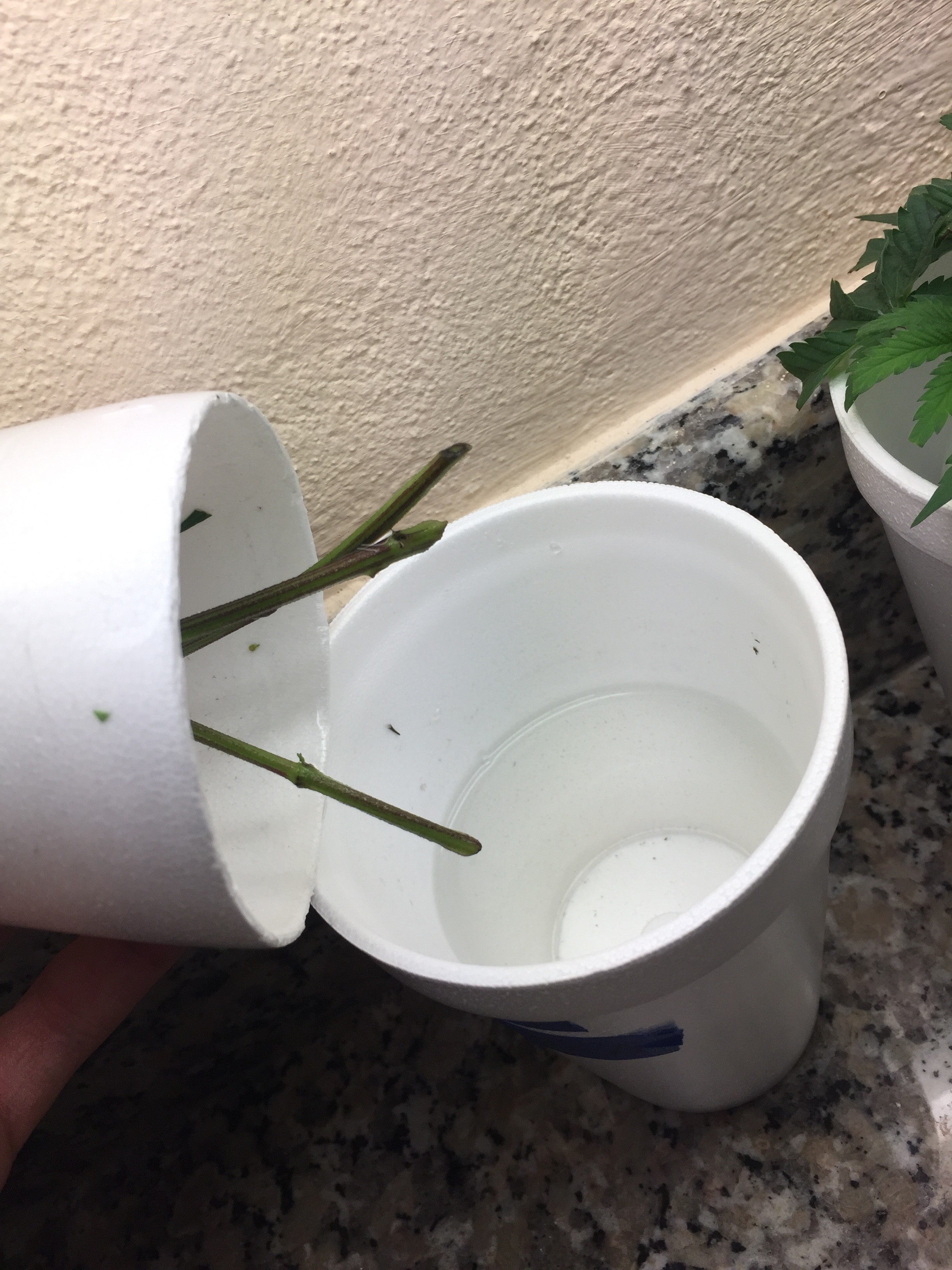 Click image for larger version

Name:	IMG_8252.JPG
Views:	226
Size:	1.28 MB
ID:	210090