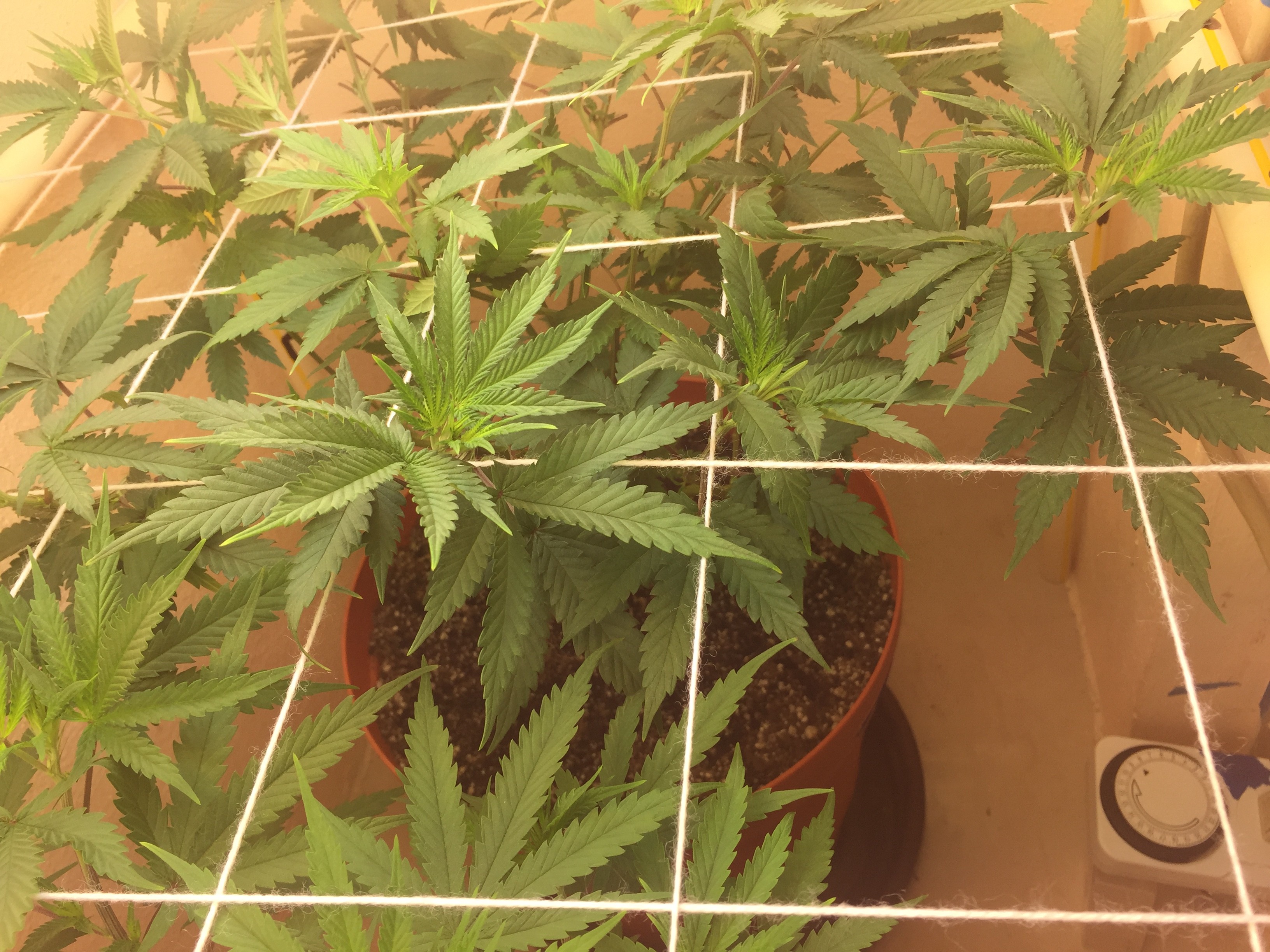 Click image for larger version

Name:	IMG_8242.JPG
Views:	264
Size:	1.51 MB
ID:	209785