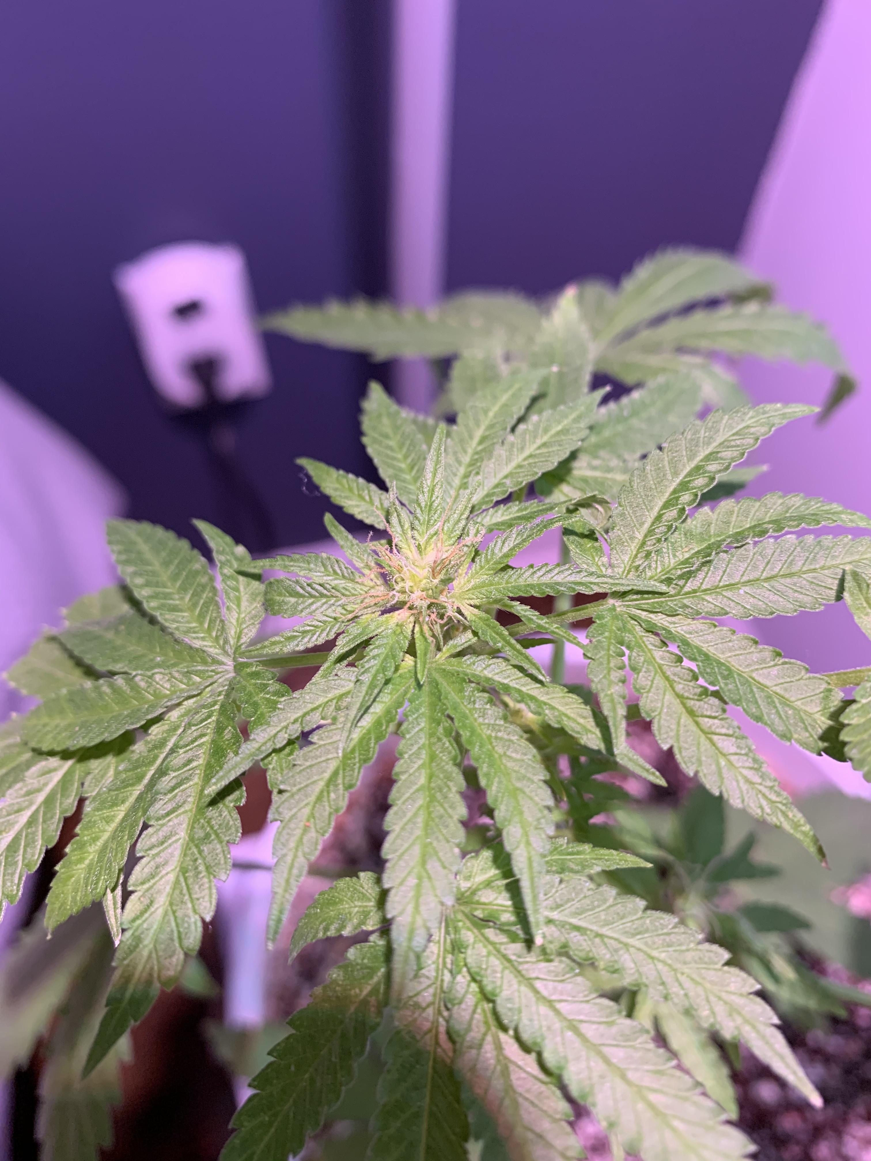 Click image for larger version

Name:	IMG_1217.jpg
Views:	471
Size:	1.94 MB
ID:	367948