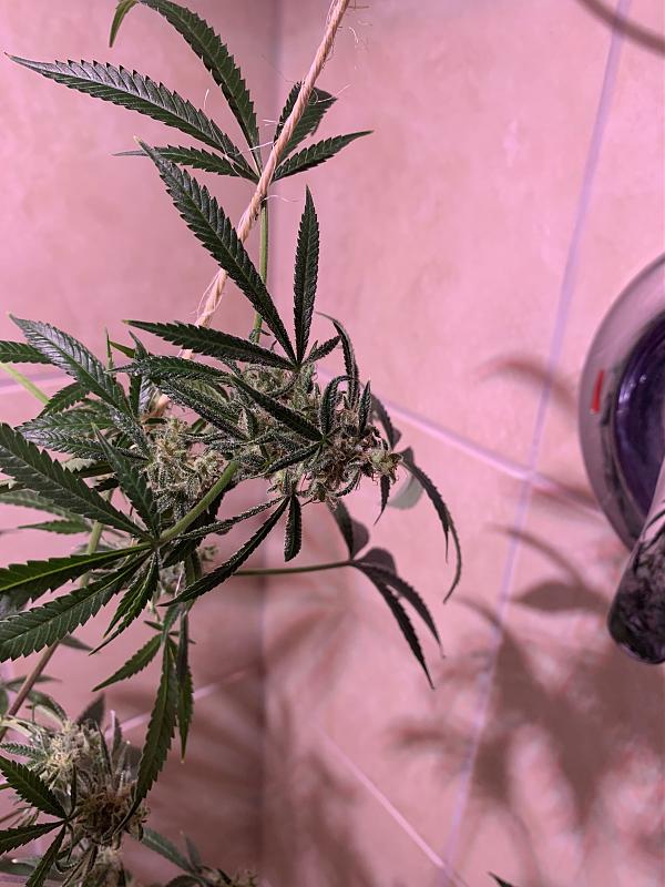 Click image for larger version

Name:	IMG_2014.jpg
Views:	355
Size:	1.04 MB
ID:	397814