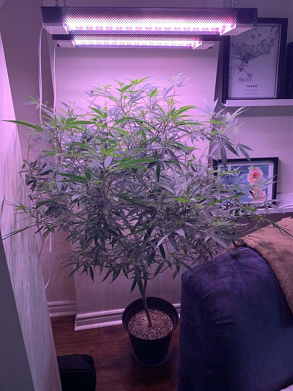 Click image for larger version

Name:	IMG_2015.jpg
Views:	376
Size:	1.80 MB
ID:	397812