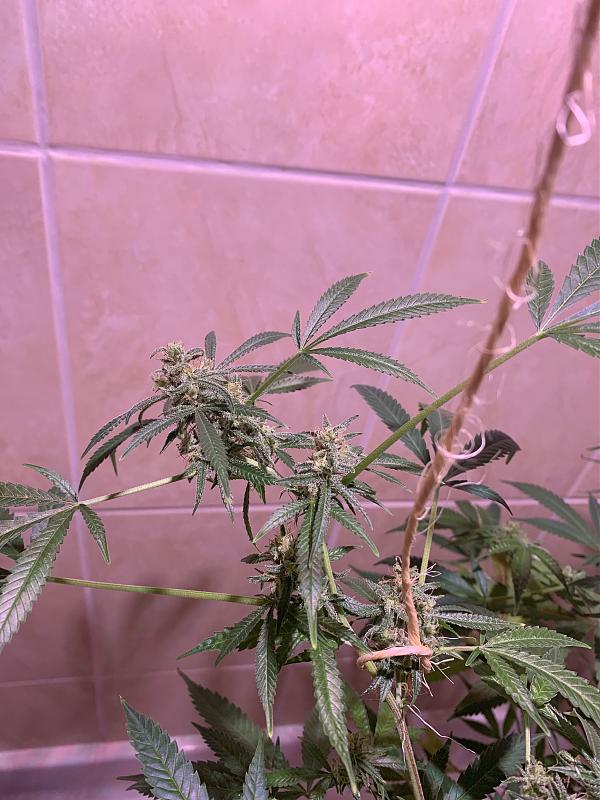 Click image for larger version

Name:	IMG_2013.jpg
Views:	381
Size:	1.19 MB
ID:	397813