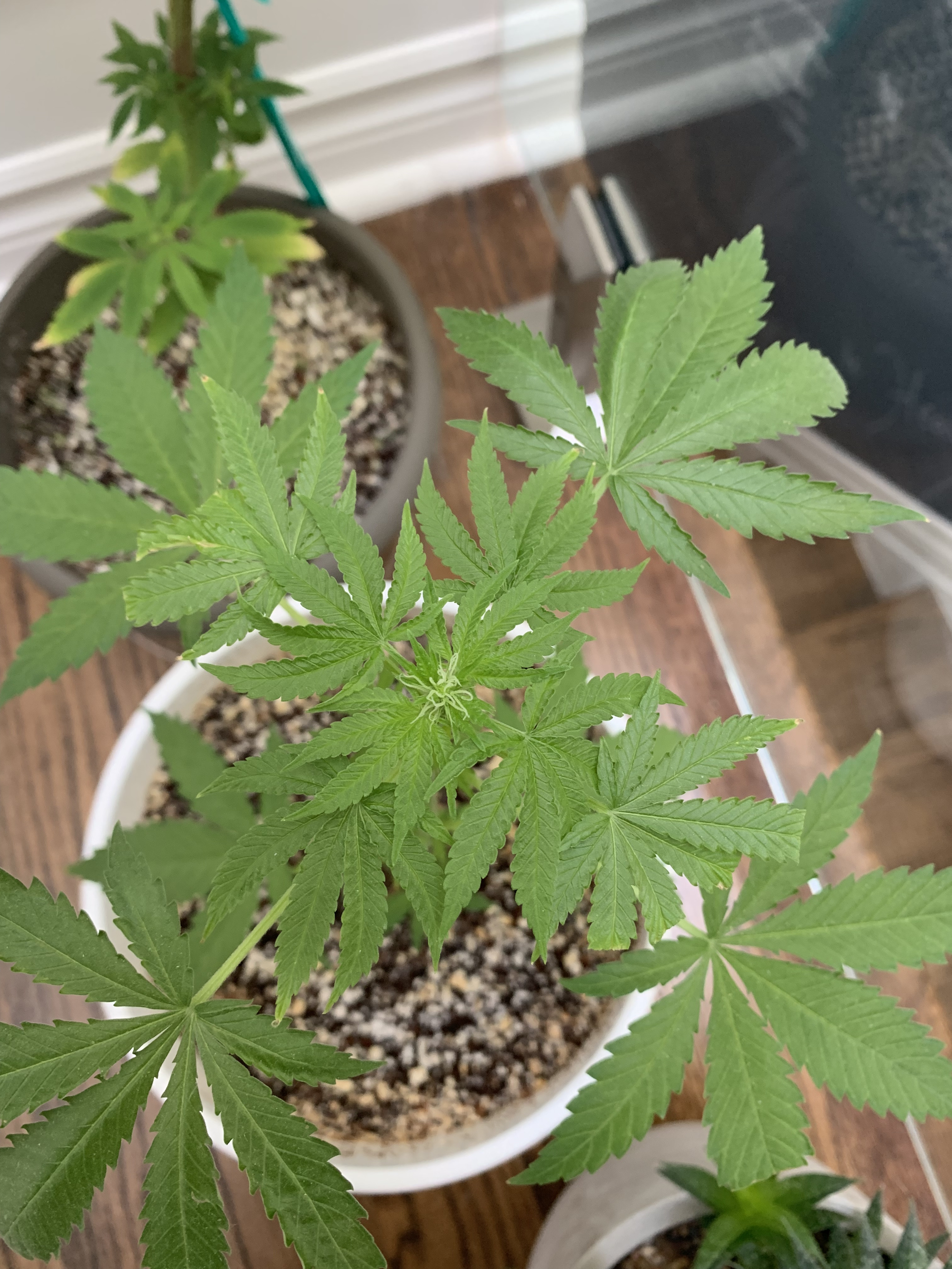 Click image for larger version  Name:	IMG_1158.jpg Views:	0 Size:	2.31 MB ID:	359487