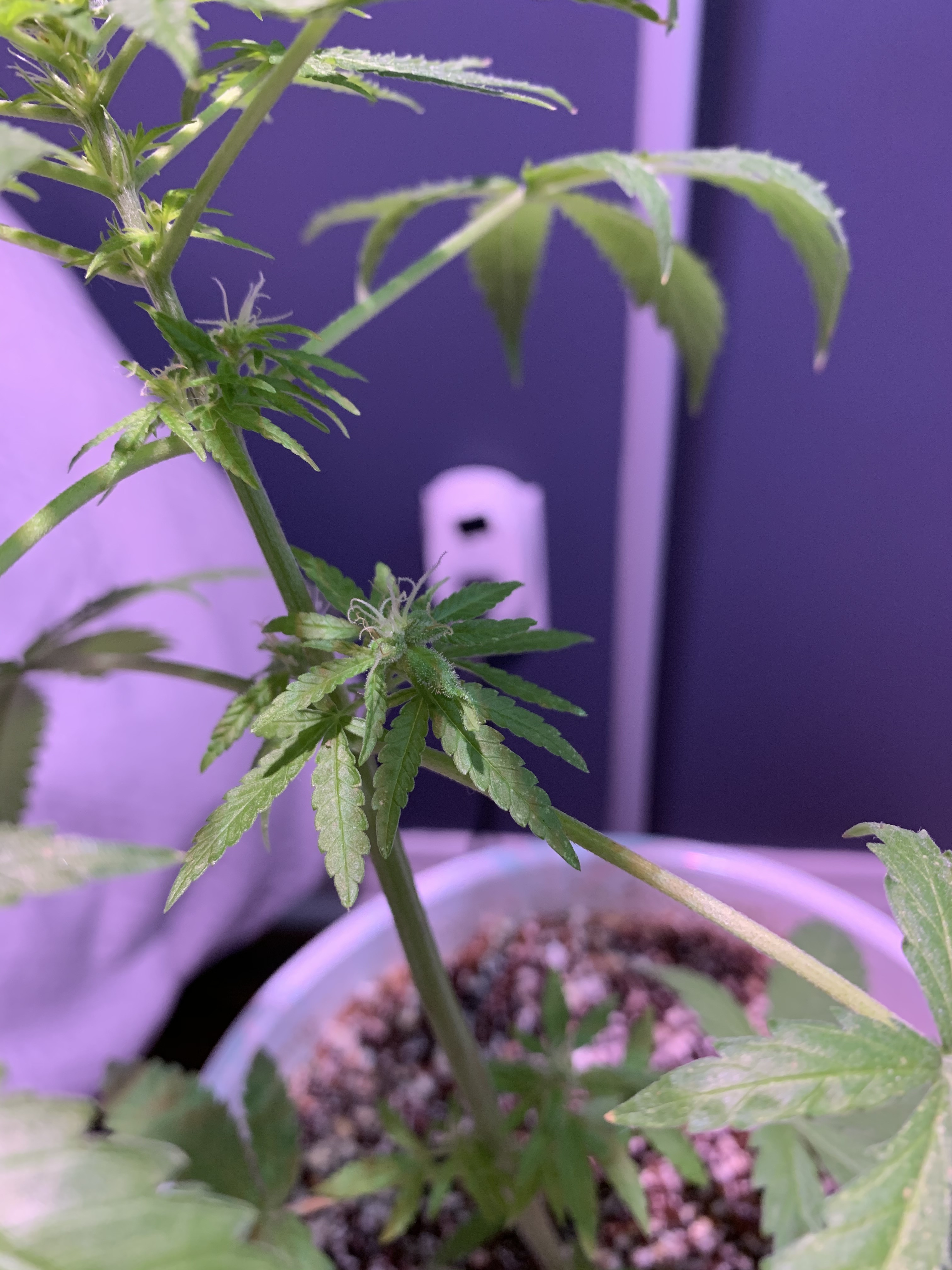 Click image for larger version

Name:	IMG_1216.jpg
Views:	430
Size:	1.79 MB
ID:	367947