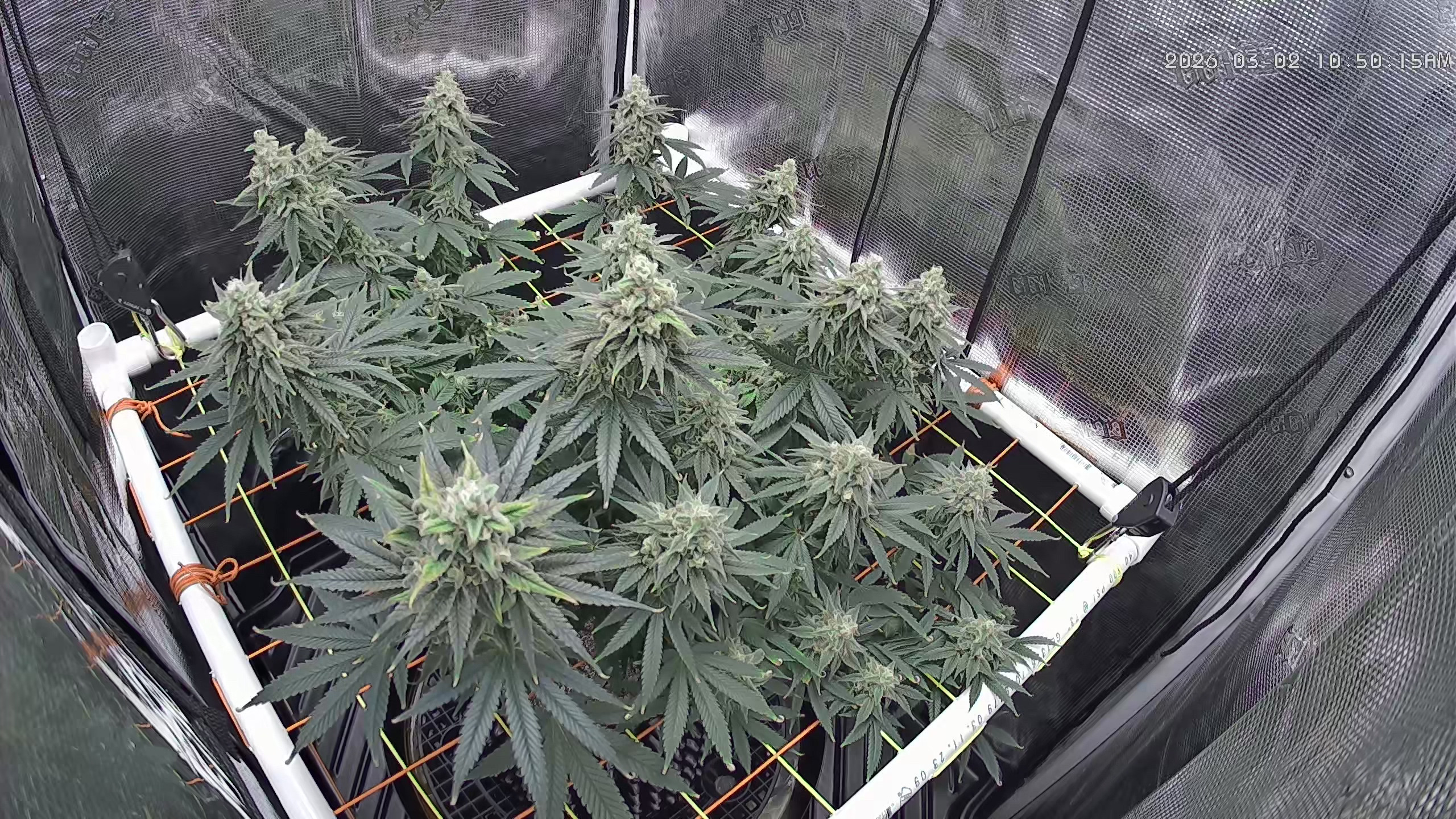 Click image for larger version  Name:	2026-03-02.jpg Views:	0 Size:	1.42 MB ID:	663540